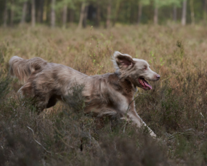 13 Misverstanden over jachthonden: Jachthonden lopen altijd weg en kunnen niet loslopen