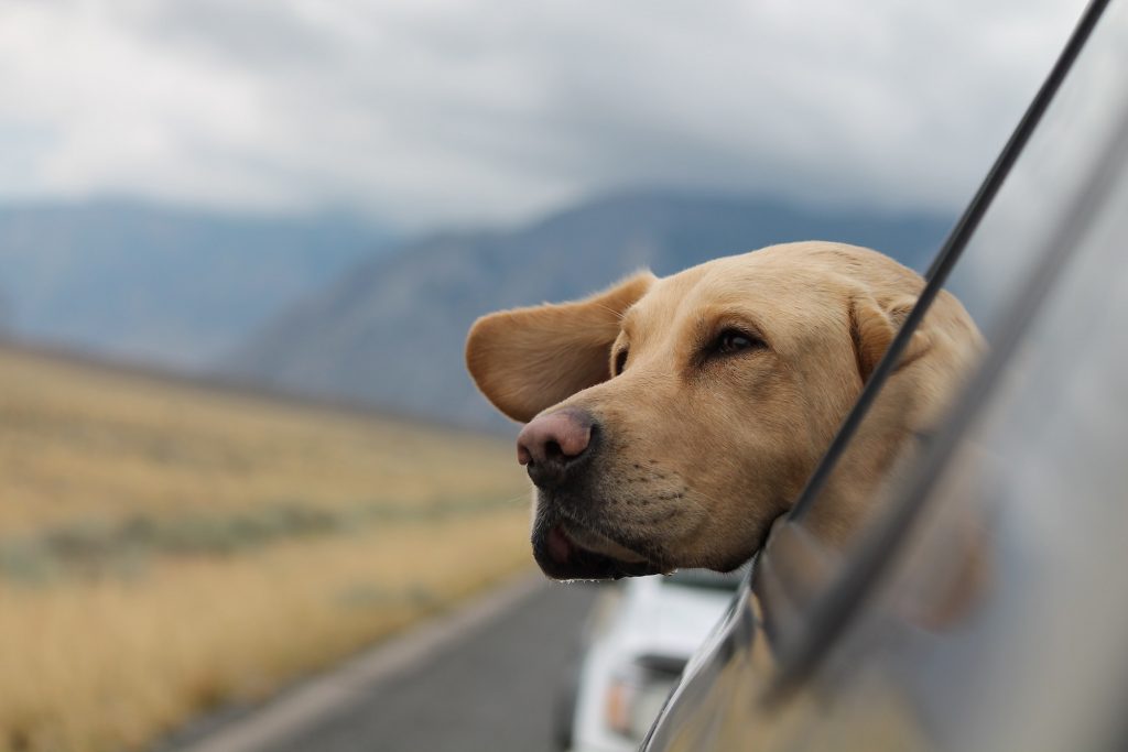 Wat als je hond niet graag in de auto zit?
