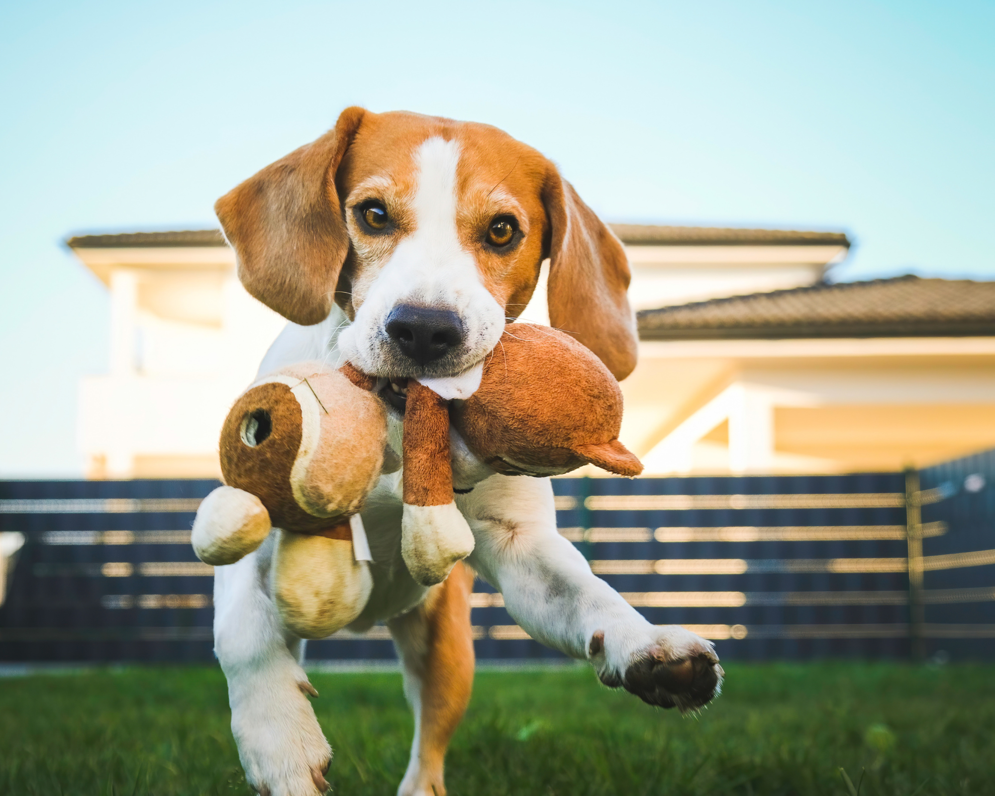 13 Misverstanden over jachthonden   Jachthonden mogen niet met speeltjes spelen