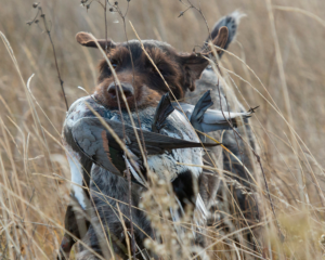 13 Misverstanden over jachthonden: Jachthonden bijten wild dood