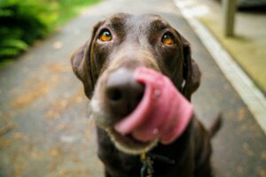 Conflictsignalen bij honden: wat zijn ze en hoe herken je ze?