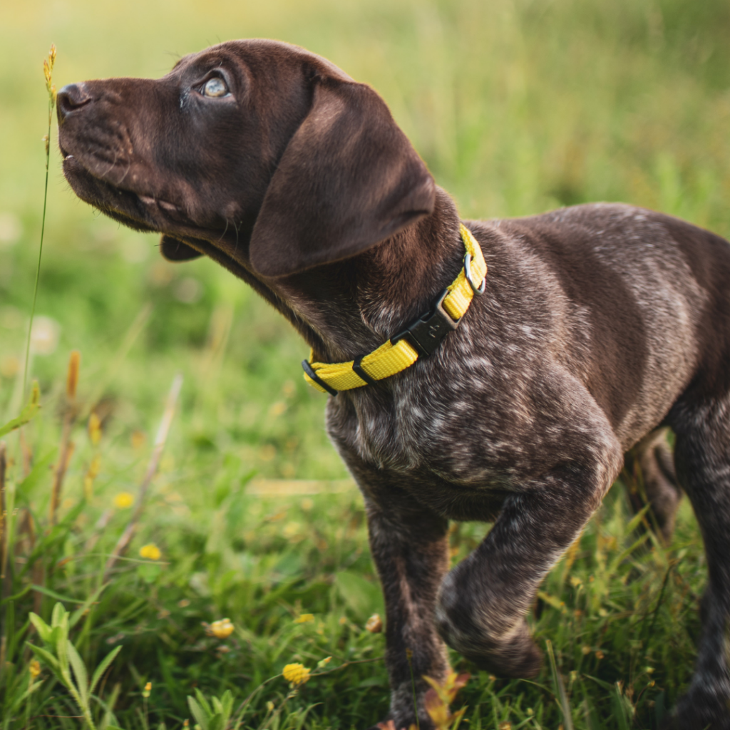 Puppytraining