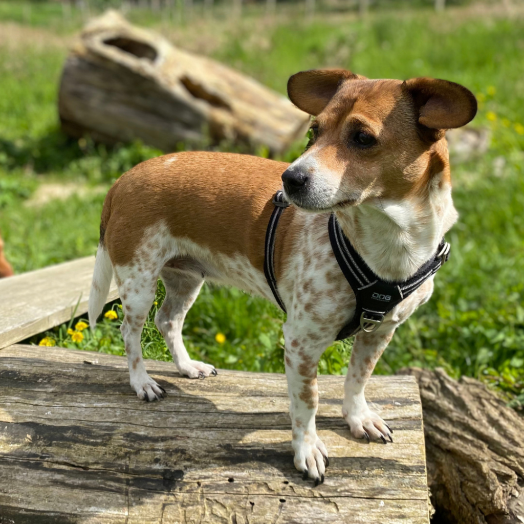 Privé speelweide honden