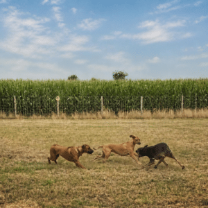 privé speelweide honden