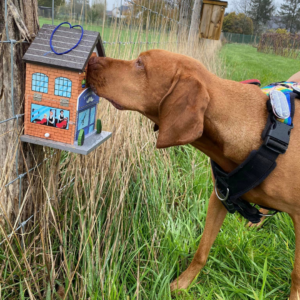 privé snuffelweide honden