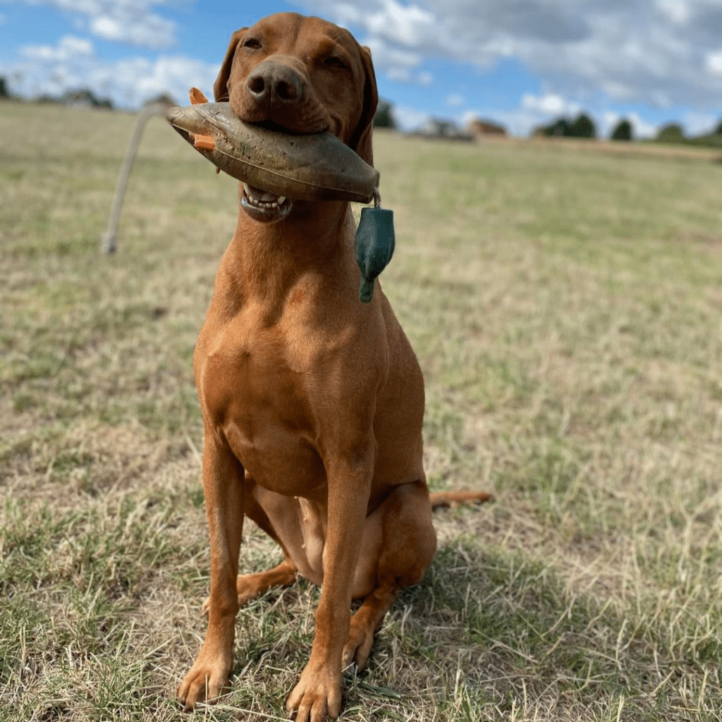 Jachthondentraining en puppytraining